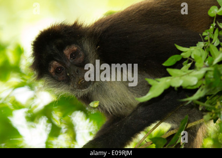 Singe araignée de Geoffroy (Ateles geoffroyi) Banque D'Images