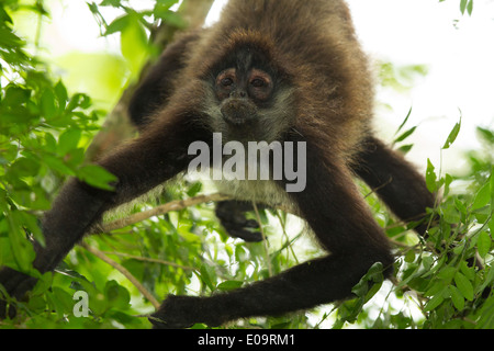 Singe araignée de Geoffroy (Ateles geoffroyi) Banque D'Images