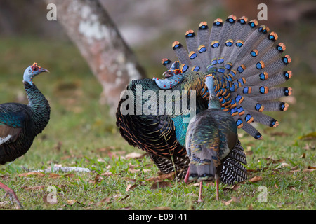 Ocellated masculin Turquie (Meleagris ocellata) affichage de deux femelles Banque D'Images