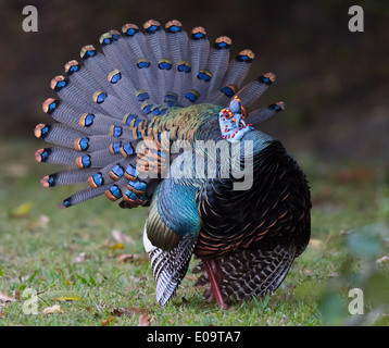 Ocellated masculin Turquie (Meleagris ocellata) affichage Banque D'Images