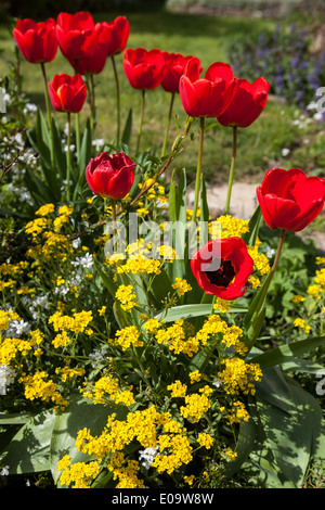 Frühling im Deister printemps en Allemagne - Suède Banque D'Images