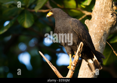 Black Hawk commun (Buteogallus anthracinus) Banque D'Images