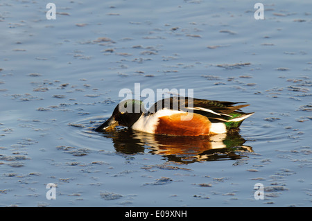 Canard souchet (Anas clypeata) mâle adulte en utilisant son projet de loi d'seive nourriture de l'eau à la RSPB Titchwell Marsh, à Norfolk. Février. Banque D'Images