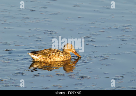 Canard souchet (Anas clypeata) femelle adulte en utilisant son projet de seive nourriture de l'eau à la RSPB Titchwell Marsh, à Norfolk. Février. Banque D'Images