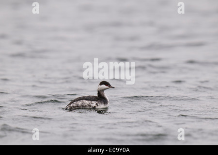 Quantite Grebe (Podiceps auritus) adulte en plumage d'hiver natation sur le lac d'Astbury simple Country Park, Congleton Banque D'Images