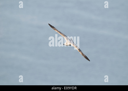 Goéland argenté (Larus argentatus) premier hiver en juvénile Vol au dessus de la mer du Nord à falaises de Bempton RSPB, East Yorkshire Banque D'Images