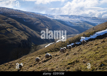 Le pâturage des moutons le coteau de Yew Cogar cicatrice au-dessus de Cowside Beck dans le Yorkshire Dales National Park, North Yorkshire. Février. Banque D'Images