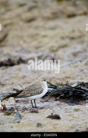 Le Bécasseau variable (Calidris alpina) adulte en plumage d'hiver Comité permanent sur l'algue drapées de pierres à Filey, Yorkshire du Nord. Février. Banque D'Images