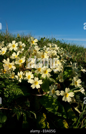 Primula vulgaris (Primevère) floraison au printemps dans la campagne britannique Banque D'Images