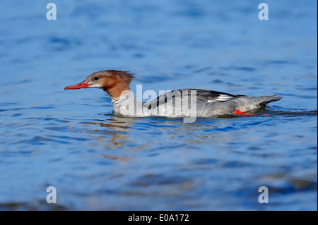 Grand Harle ou harle bièvre (Mergus merganser), femme, Grand Teton National Park, Wyoming, USA Banque D'Images