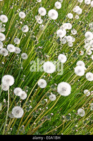 Libre de pissenlits blancs au printemps meadow Banque D'Images