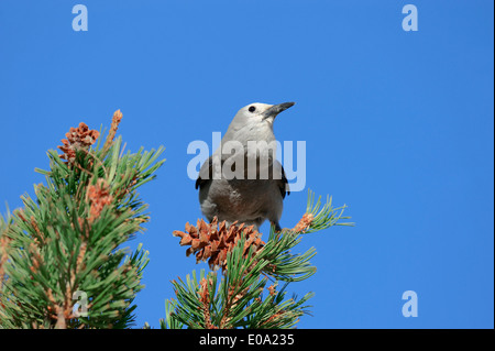 Le casse-noix, Clark's Crow ou Woodpecker Crow (Nucifraga columbiana), parc national de Yellowstone, Wyoming, USA Banque D'Images