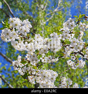 Flowering cherry dans le contexte d'un feuillage vert et bleu ciel Banque D'Images