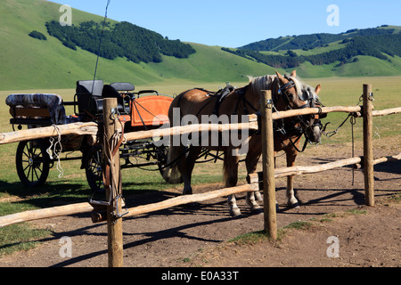 Castelluccio di Norcia, Highland de Castelluccio di Norcia, Norcia, Ombrie, Italie, Europe Banque D'Images