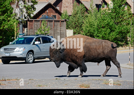 Bison d'Amérique ou American Bison (Bison bison), homme traversant un parking en face d'une voiture, le parc national de Yellowstone Banque D'Images