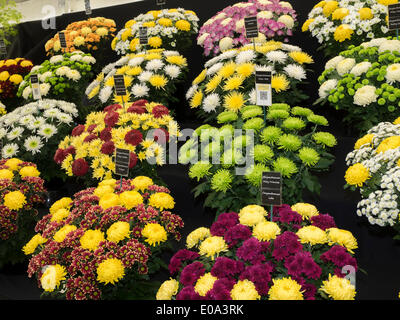 Malvern, Worcestershire, Royaume-Uni, 7 mai 2014 RHS Malvern Spring show. Chrysanthèmes affichage direct prêt à juger. Crédit : Ian Thwaites/Alamy Live News Banque D'Images