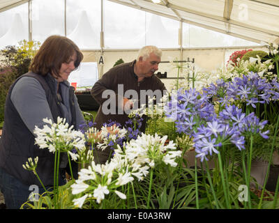 Malvern, Worcestershire, Royaume-Uni, 7 mai 2014 RHS Malvern Spring show. Hoyland agapanthus nursery la préparation à l'évaluation de crédit : Ian Thwaites/Alamy Live News Banque D'Images