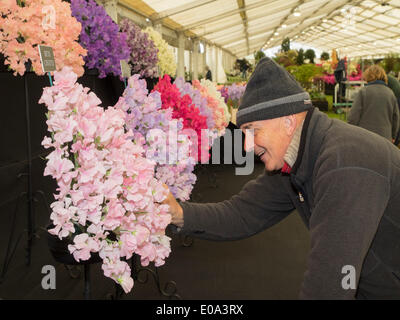 Malvern, Worcestershire, Royaume-Uni, 7 mai 2014 RHS Malvern Spring show. Touche finale à la Matthewman Sweetpea afficher Crédit : Ian Thwaites/Alamy Live News Banque D'Images