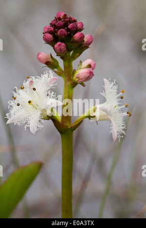 Bogbean (Menyanthes trifoliata) flower Banque D'Images