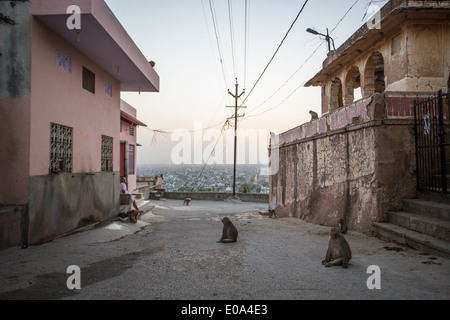 Les singes macaques rhésus à Galtaji (Monkey Temple) juste en dehors de Jaipur, Rajasthan Inde. Banque D'Images