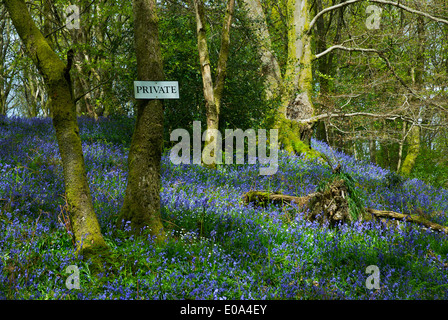 Signe "privées" en bois bluebell près de Staveley, Parc National de Lake District, Cumbria, Angleterre, Royaume-Uni Banque D'Images