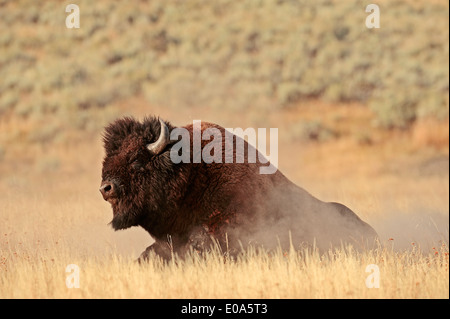 Bison d'Amérique ou American Bison (Bison bison), homme dust baignade, parc national de Yellowstone, Wyoming, USA Banque D'Images