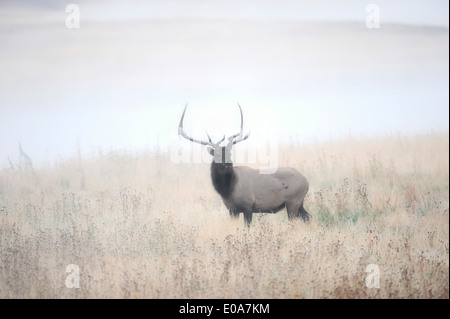 Ou Wapiti Wapiti (Cervus canadensis, Cervus elaphus canadensis), homme debout dans le brouillard, le parc national de Yellowstone, Wyoming, USA Banque D'Images