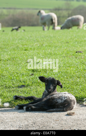 Le repos d'agneau noir brebis en arrière-plan. Le Parc National de South Downs, Hampshire, Royaume-Uni Banque D'Images
