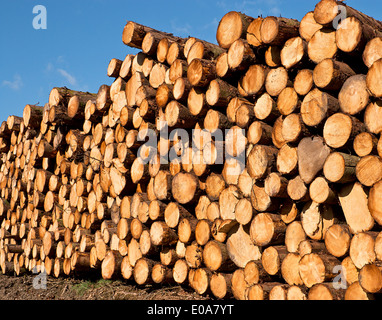 Un tas de bois fraîchement coupé en attente de distribution après assaisonnement pour l'industrie forestière Banque D'Images