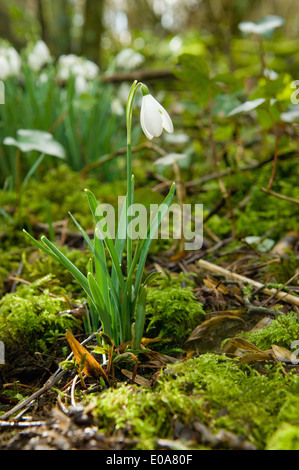 Close up of snowdrops et moss Banque D'Images