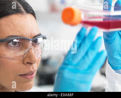 Close up de biologiste cellulaire tenant un ballon contenant des cellules souches, cultivé en milieu de croissance rouge, pour enquêter sur la maladie Banque D'Images
