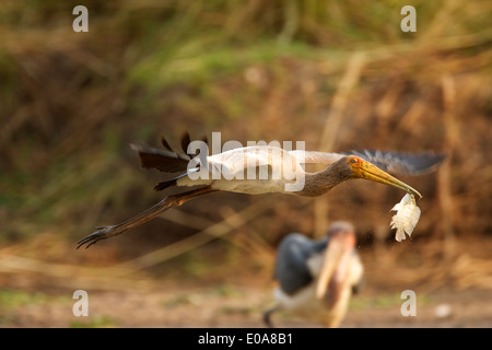 Juvenile Yellow-billed stork - Mycteria ibis, Mana Pools National Park, Zimbabwe Banque D'Images