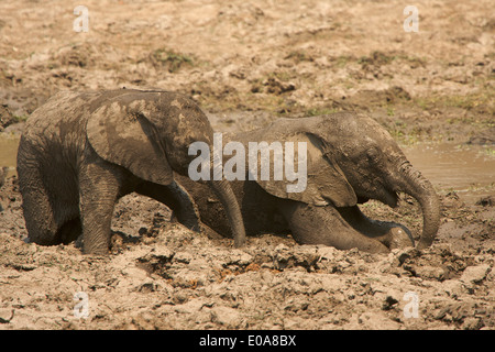 Bébés éléphants - Loxodonta africana - avoir un bain de boue, Mana Pools National Park, Zimbabwe Banque D'Images