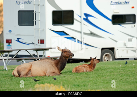 Ou Wapiti Wapiti (Cervus canadensis, Cervus elaphus canadensis) femmes avec de jeunes devant le camping-car, le parc national de Yellowstone Banque D'Images