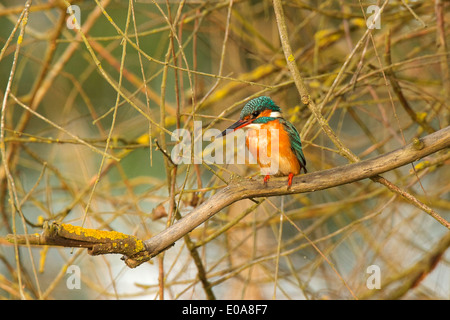 Martin-pêcheur huppé - Alcedo cristata, le Parc National de Selous, Tanzanie Banque D'Images