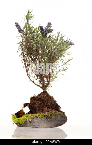 Huile essentielle d'herbes pour une utilisation en aromathérapie Banque D'Images