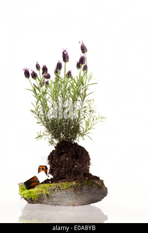 Huile essentielle d'herbes pour une utilisation en aromathérapie Banque D'Images