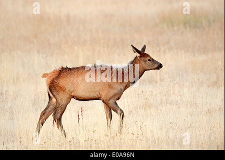 Ou Wapiti Wapiti (Cervus canadensis, Cervus elaphus canadensis), femme, Yellowstone National Park, Wyoming, USA Banque D'Images