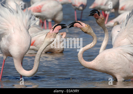 Un plus grand portrait flamants, Pont de Gau Camargue, Réserve Naturelle Banque D'Images