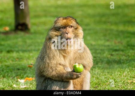 Macaque de Barbarie (Macaca sylvanus) manger une pomme verte. Zoo de la forêt de singe Trentham, Stoke On Trent, Staffordshire, Angleterre, Banque D'Images