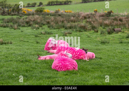 Giro d'Italia l'Irlande du Nord 2014 Bushmils mouton Rose Banque D'Images