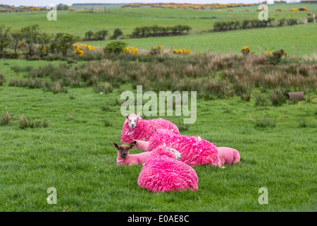 Giro d'Italia l'Irlande du Nord 2014 Bushmils mouton Rose Banque D'Images