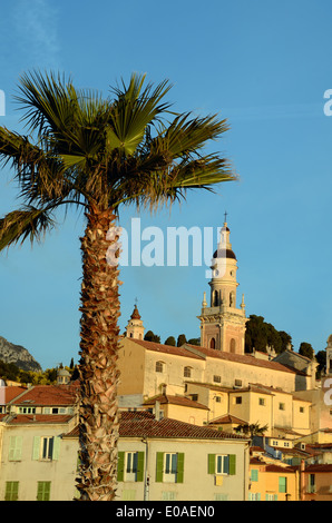 Vue sur la vieille ville et cathédrale Beffroi & Palmier Menton Alpes-Maritimes Côte d'Azur France Banque D'Images