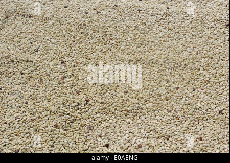 Le séchage des grains de café sur des supports dans le soleil. Santa Elena, Costa Rica. Banque D'Images