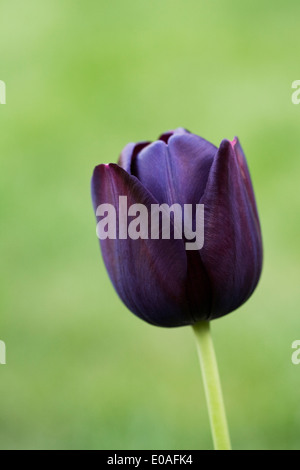 Seul Tulipa 'Reine de la nuit'. Banque D'Images