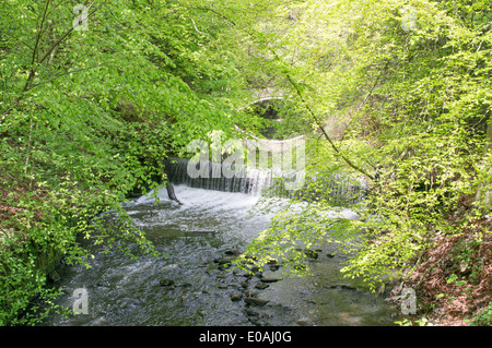 Sur la chute d'Ouseburn au sein de Jesmond Dene, North East England UK Banque D'Images