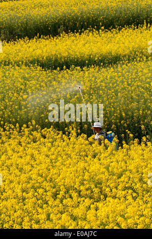 La pulvérisation de pesticides sur les champs jaunes de colza, luoping région, Yunnan, Chine Banque D'Images