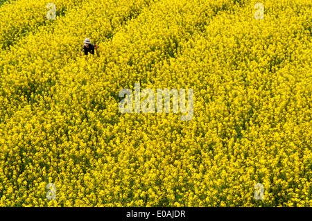 La pulvérisation de pesticides sur les champs jaunes de colza, luoping région, Yunnan, Chine Banque D'Images