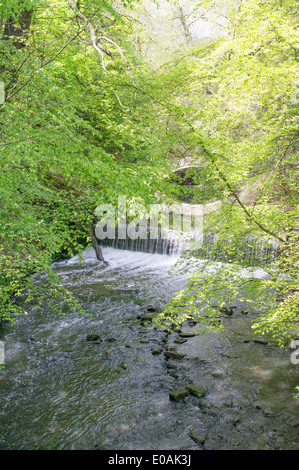 Sur la chute d'Ouseburn au sein de Jesmond Dene, North East England UK Banque D'Images