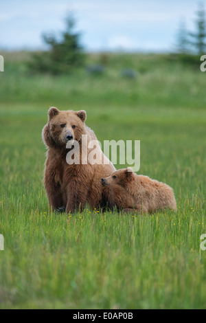 Alaska brown bear cub prenant rapidement une sieste sur sa mère. Lake Clark National Park Alaska Banque D'Images